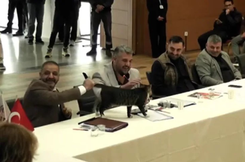 Şile’de AK Parti’den CHP’li üç belediye başkanına ‘kedili’ teşekkür!